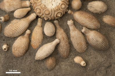 Radioles d'oursin fossile (Cidaropsis sp, Maroc) - avec échelle